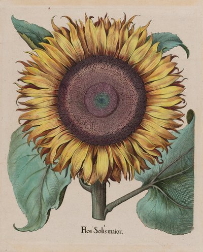 Large Sunflower (Flos Solis Maior), Plate 1 from Part 5, B. Besler, Hortus Eystettensis, 1713 Edition by Unbekannt Unbekannt